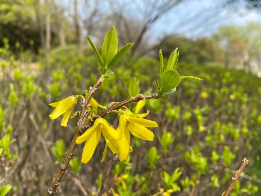 疫情下的自然憧憬 | 打造属于自己的一方花园天地-22