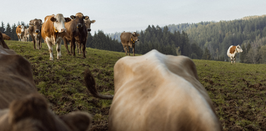 马洛卡隐秘自然疗愈酒店·She She Retreats丨西班牙丨Albertine van Iterson-15