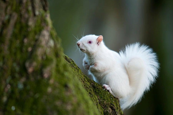 六角形观察白化松鼠栖息地丨英国-10