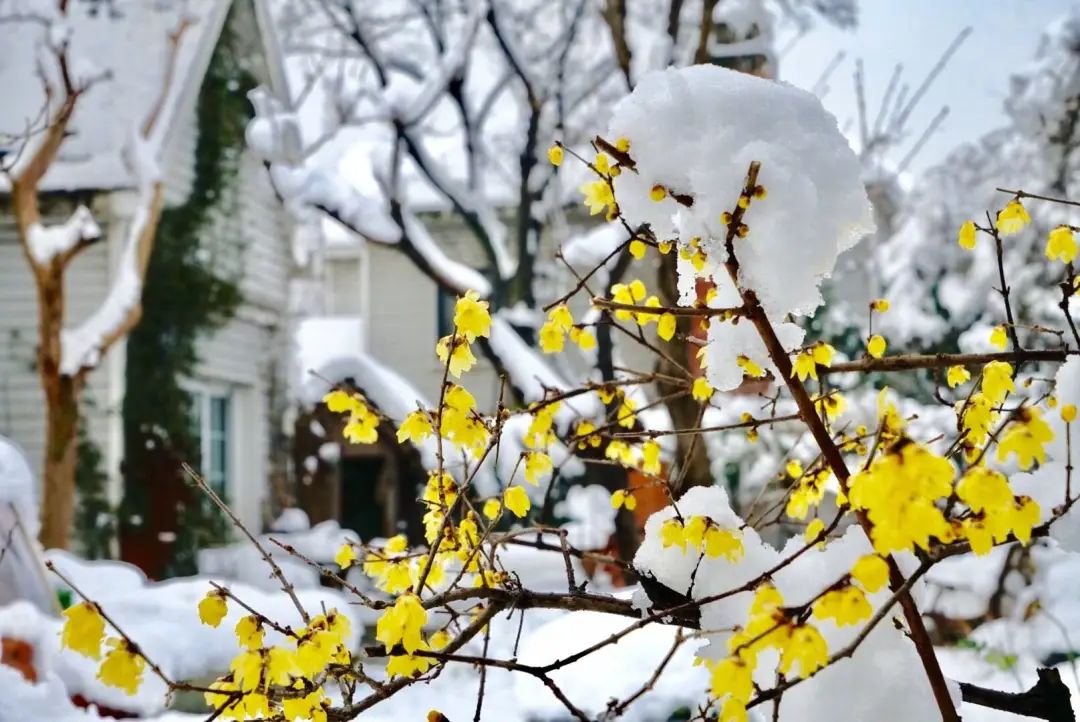 莫奈花园的室内设计灵感 | 自然与艺术的和谐交融-70