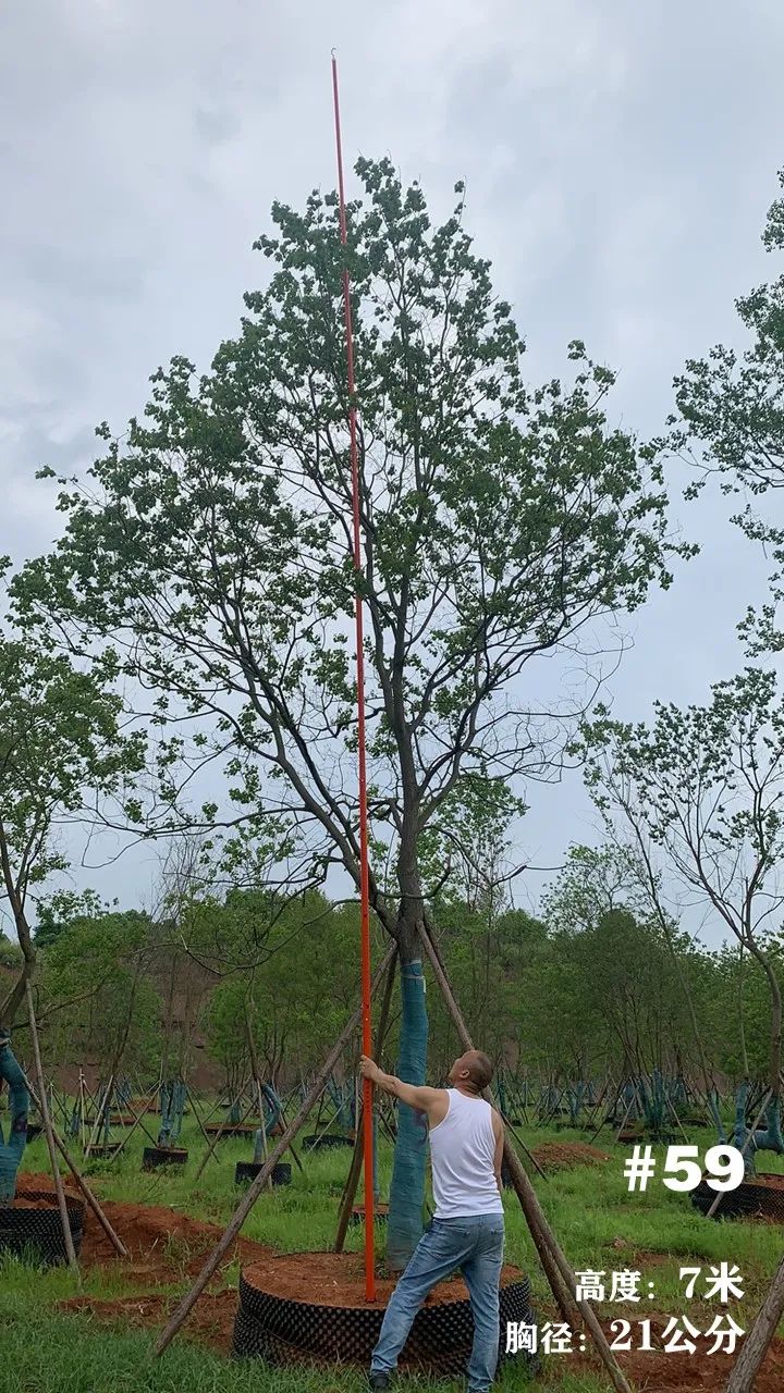 湖南衡阳 148 棵精品乌桕景观设计丨中国衡阳丨看见景观-69