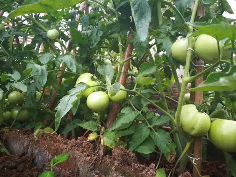 不惑之年，他自己动手建了一座楼顶花园，养花种菜喂鱼……-150