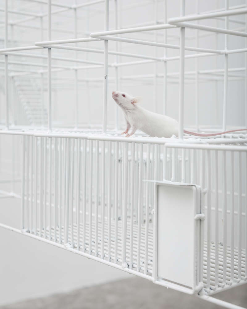 假释；有条件释放；言语（在语言学中指个人的实际言语行为）丨Daniel Zamarbide与Leopold Banchini-13