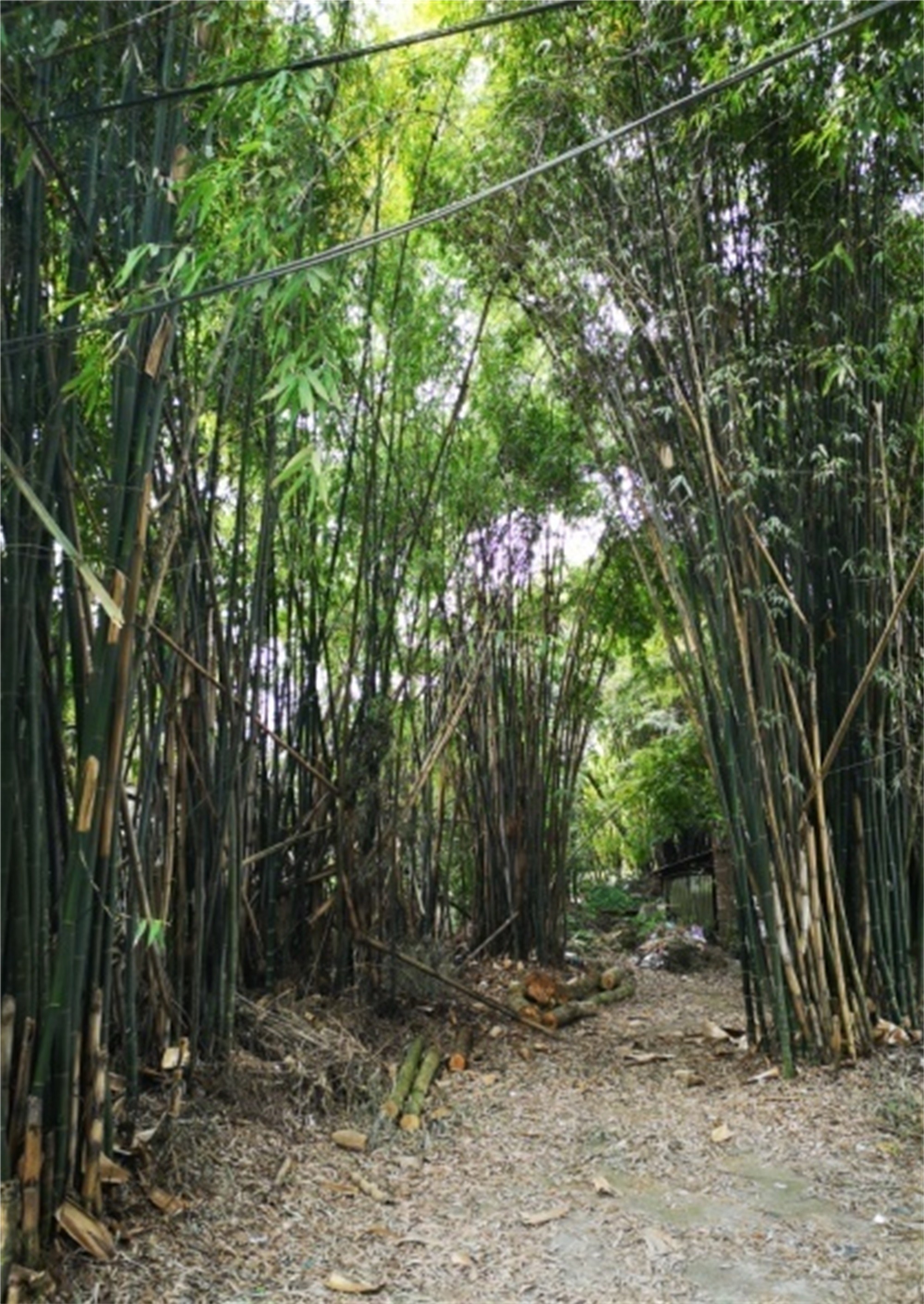 中国西南首个稻田主题日式温泉度假村-11