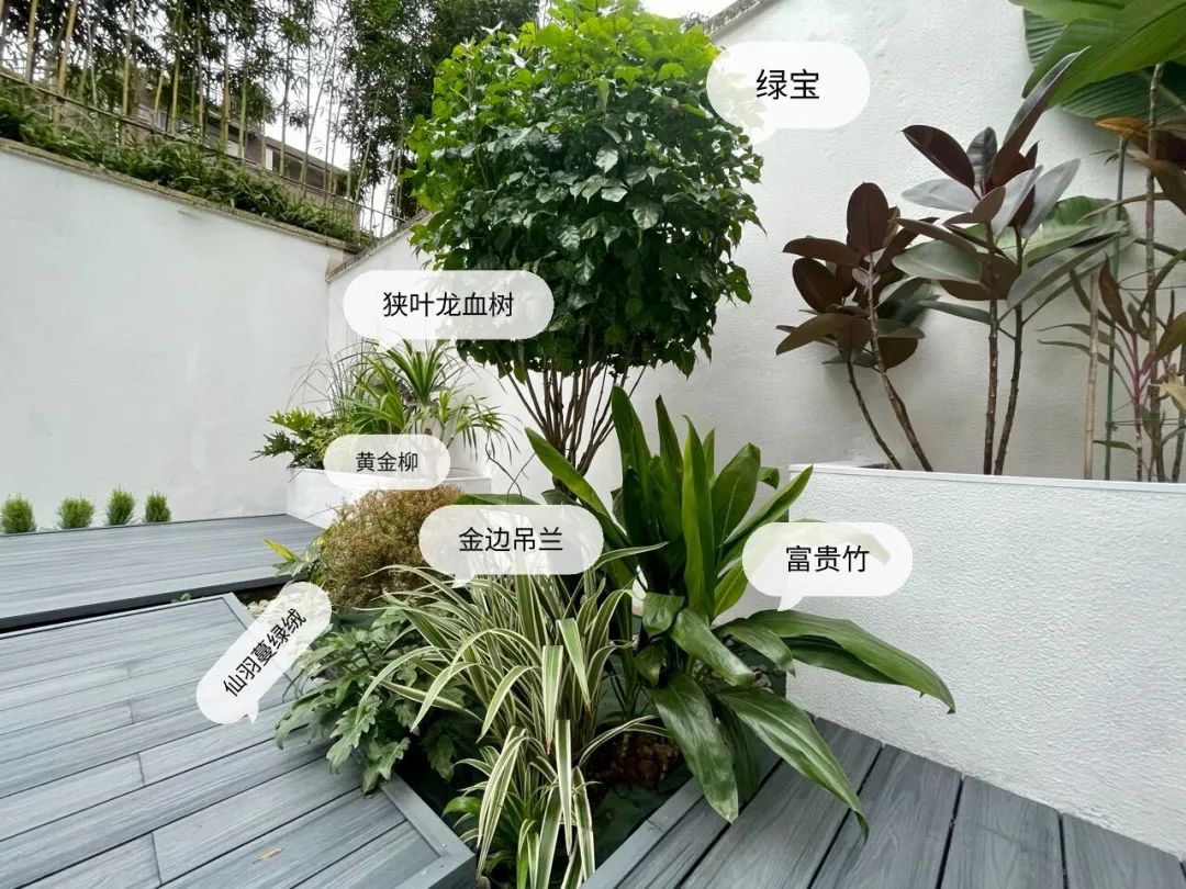 一个没有花的花园，全是绿植的高颜值花园改造，太美了-8