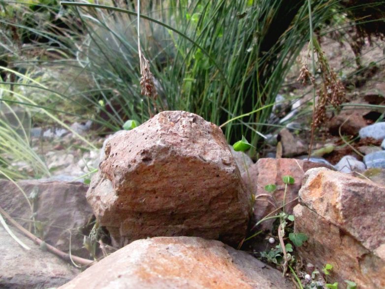 Kaću雨水花园项目丨诺维萨德丨Amela Greksa（景观建筑学硕士工程师）-44