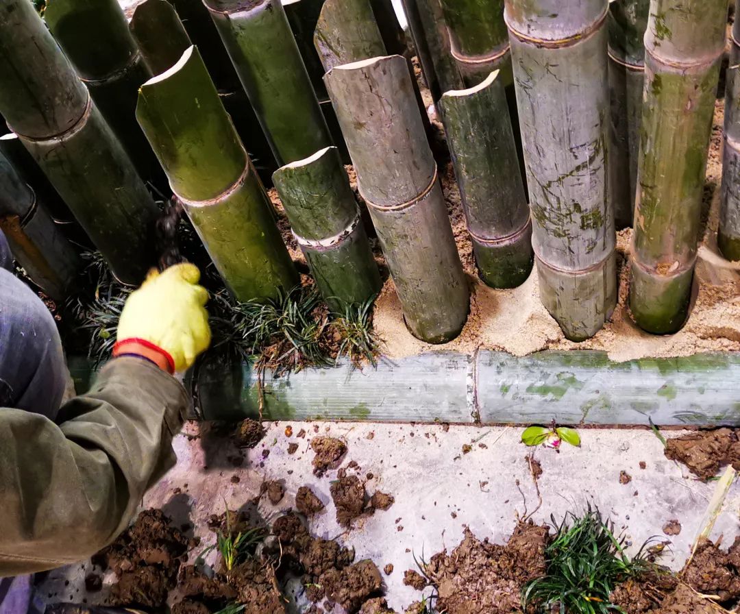 草月流世博馆庭院搭建记 | 全情投入展新貌-13