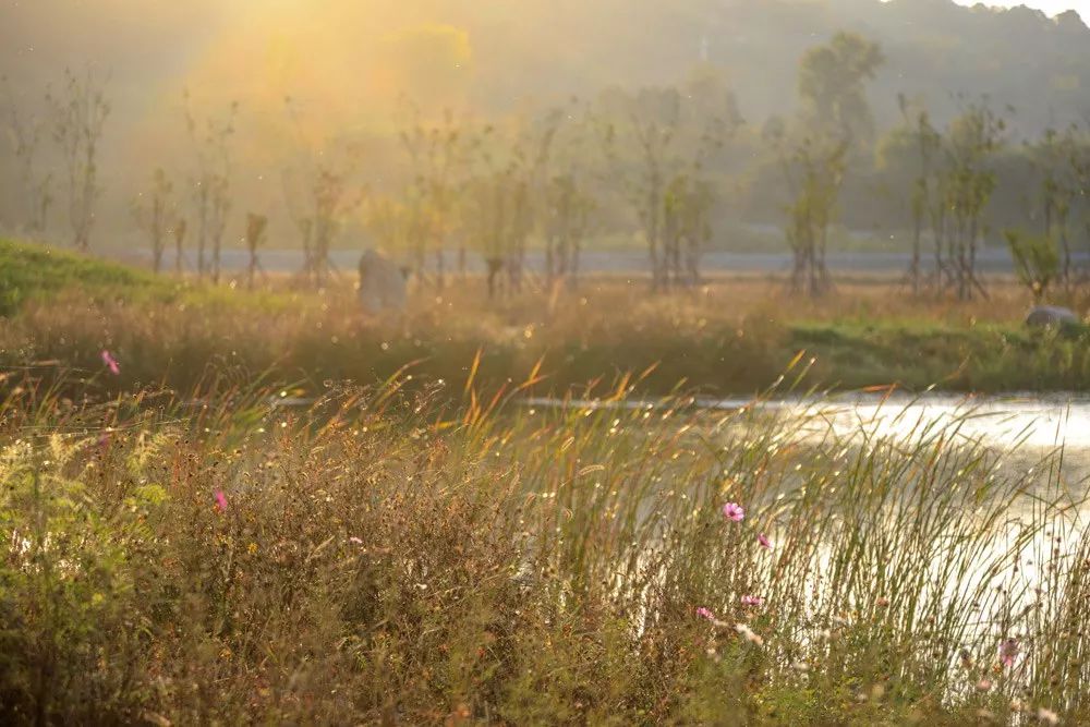秦岭国家植物园田峪河湿地公园-107