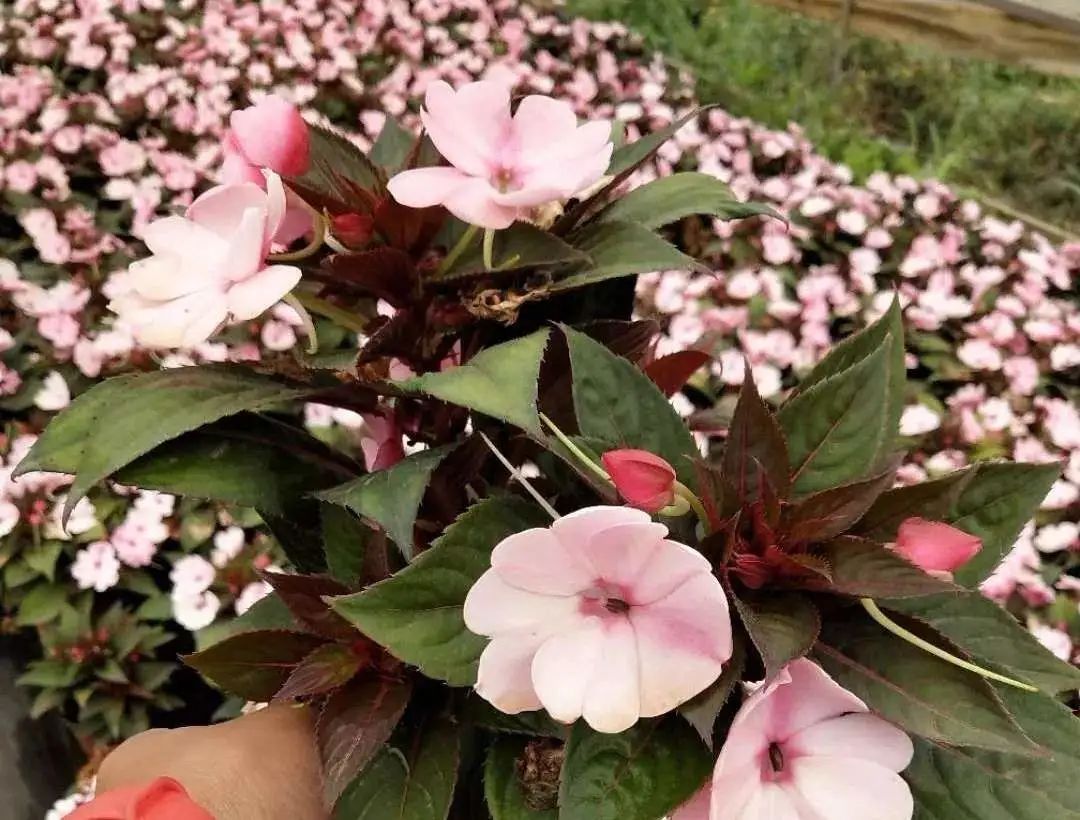 夏日花园养护攻略，打造梦想花园-23