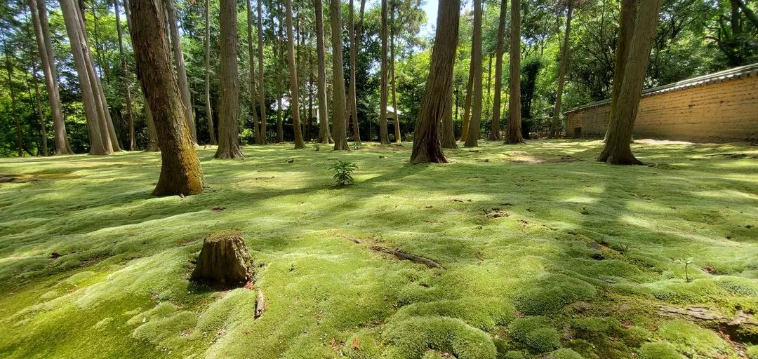 京都古韵 | 探秘日本传统文化象征之地-84