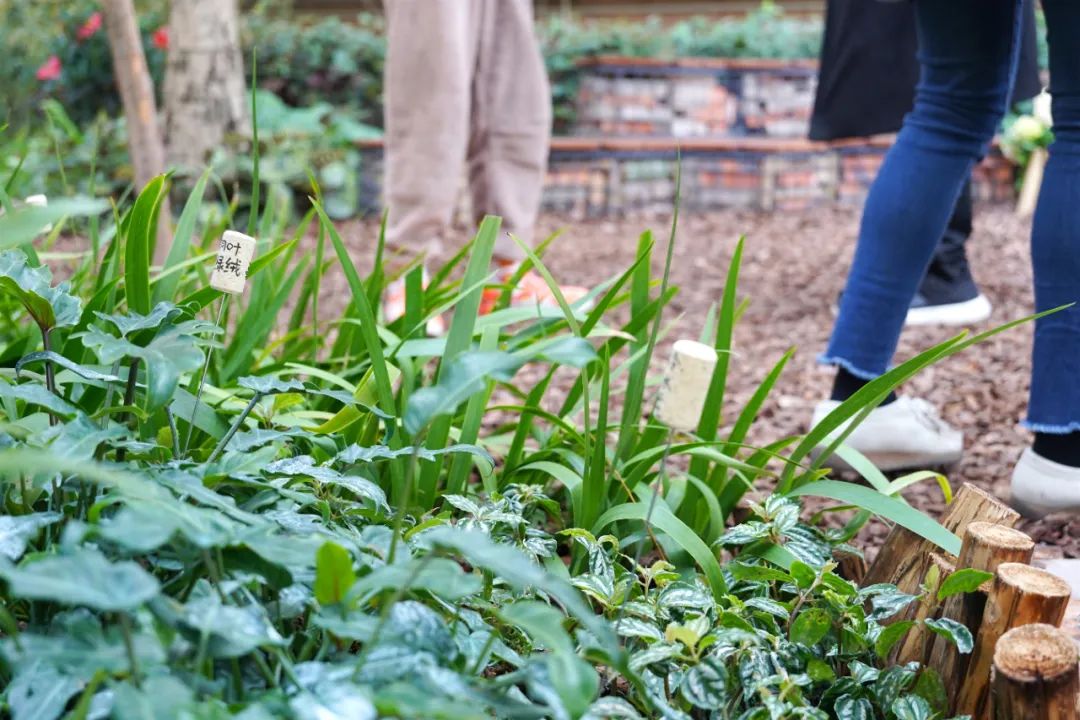 深圳后海小学“未来花园”丨中国深圳丨GND杰地景观,华南农业大学林学与风景园林学院-31