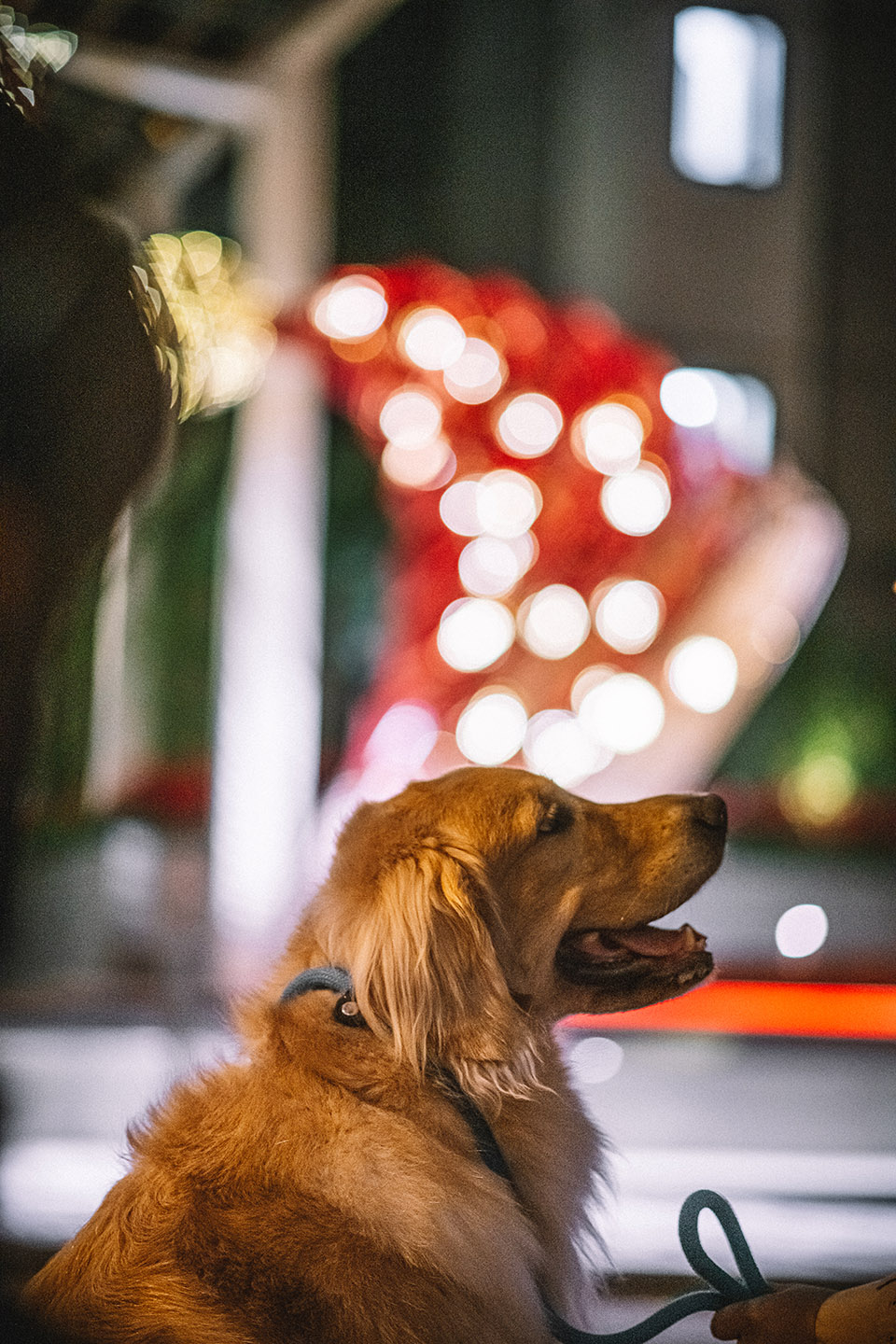 星街小区藤片圣诞装置丨中国香港丨AaaM Architects-114