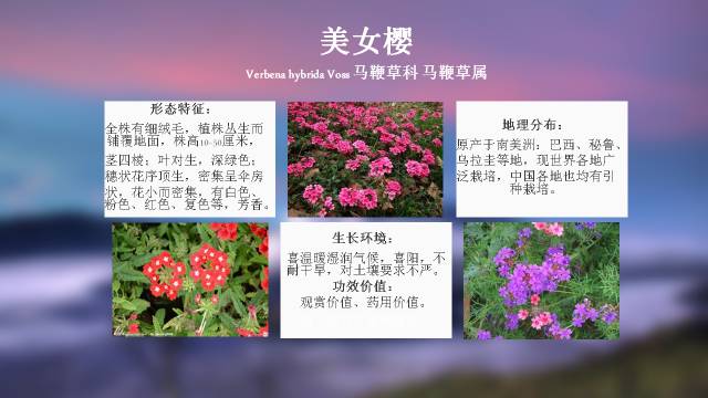 秋凌景观陪伴你学习的第3128天-66