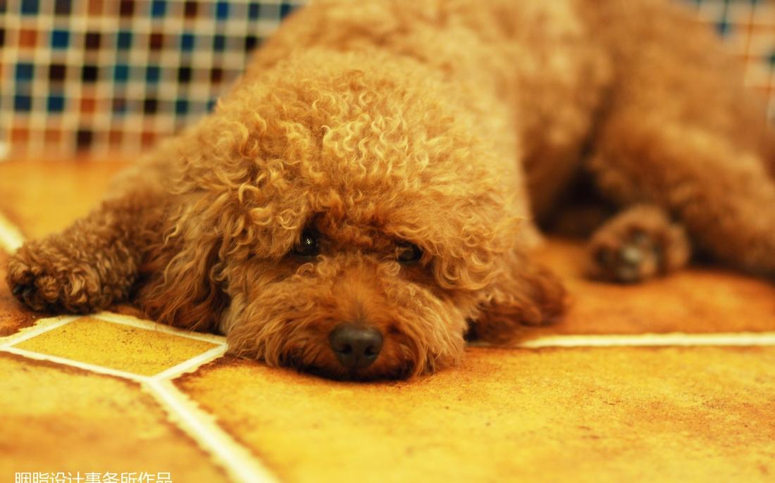 胡狸胭脂设计 · 地中海风格普罗旺斯风情-54