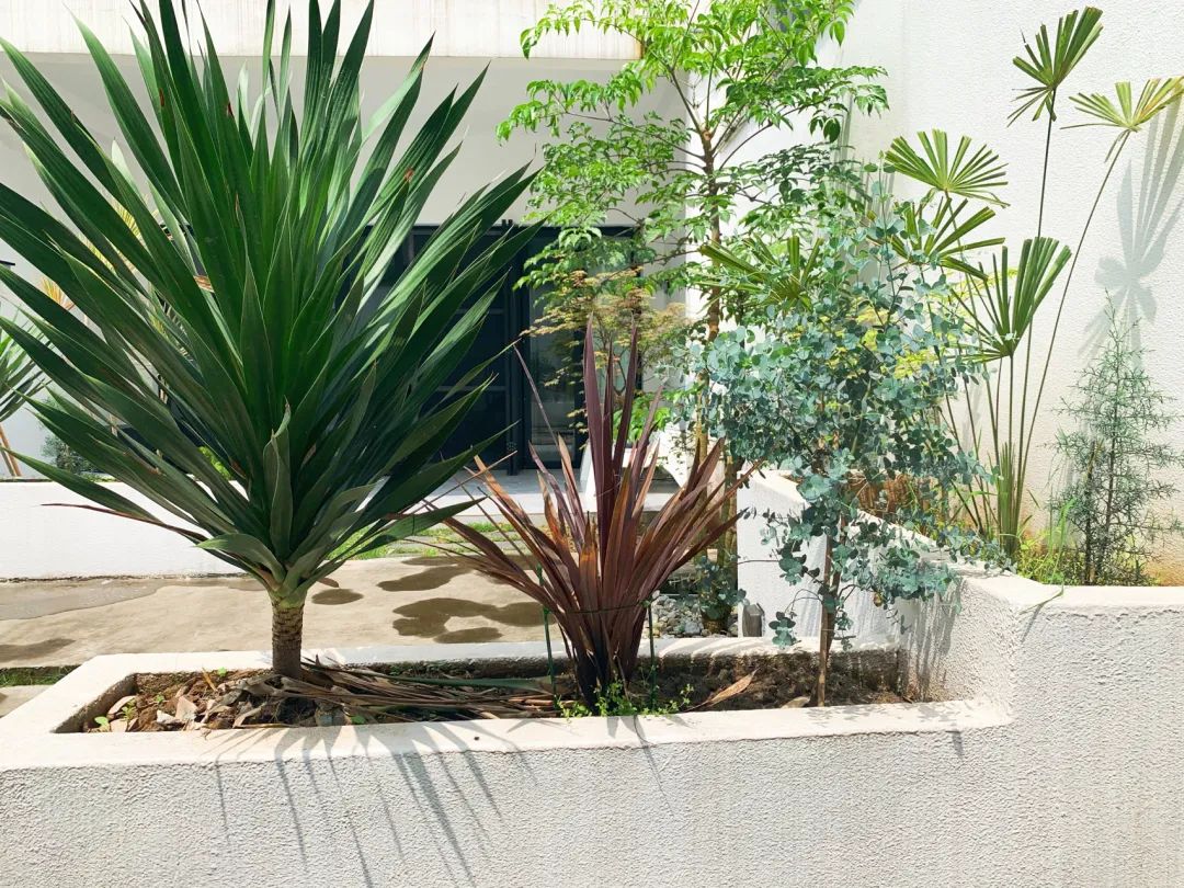 一个没有花的花园，全是绿植的高颜值花园改造，太美了-45