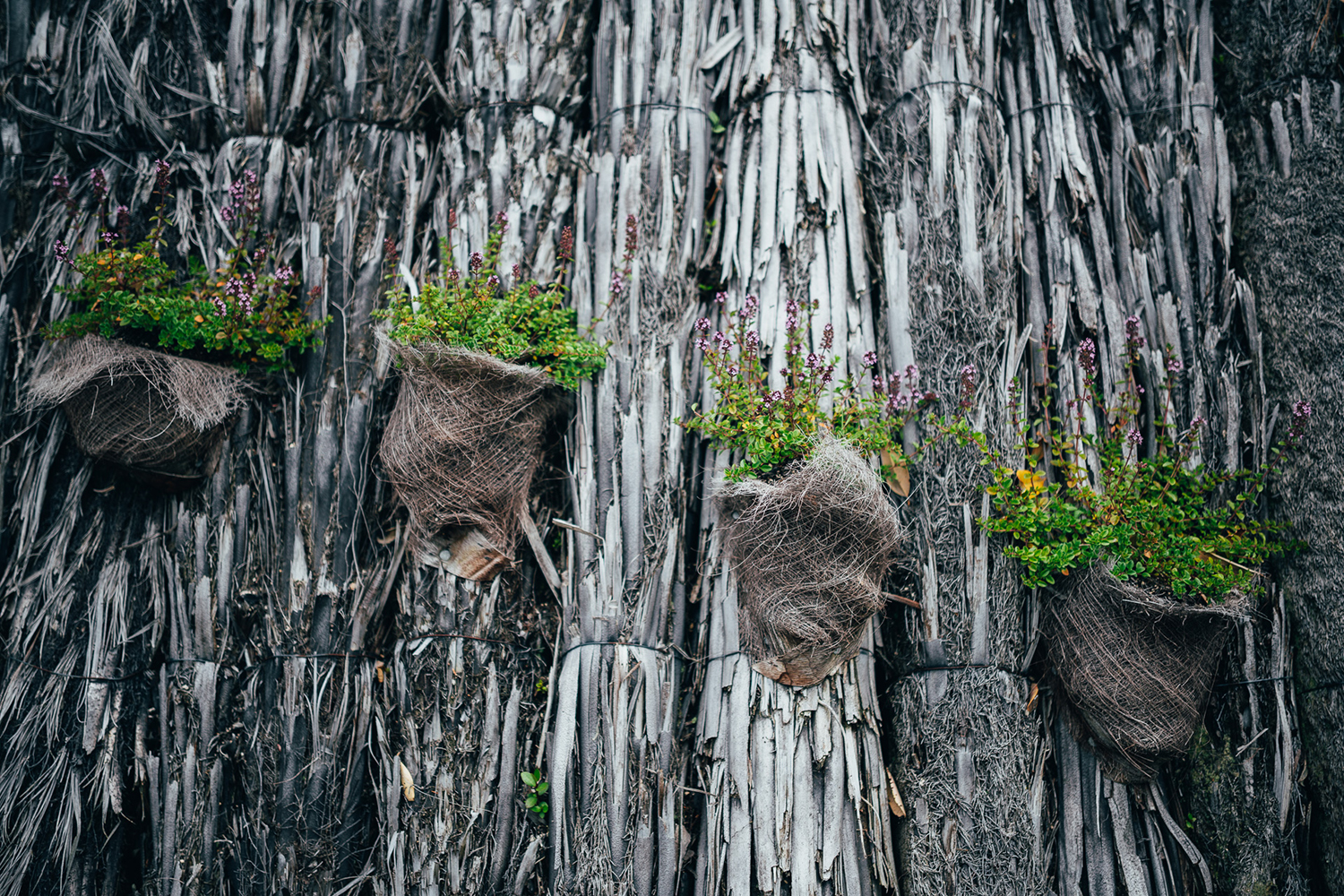 惠灵顿植物园的探索花园——儿童与自然的亲密接触-24