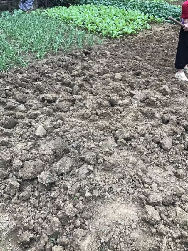 把一个破烂小院,爆改成中国风的入云屋,凉亭、枫树、竹篱笆......-212