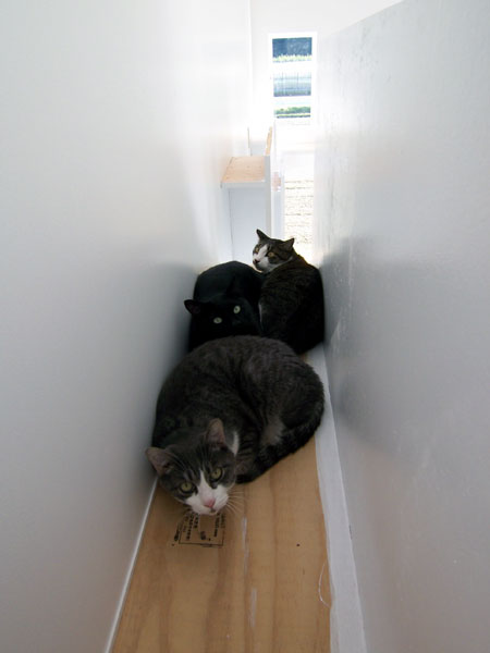 丨日本宫崎丨COGITE-10