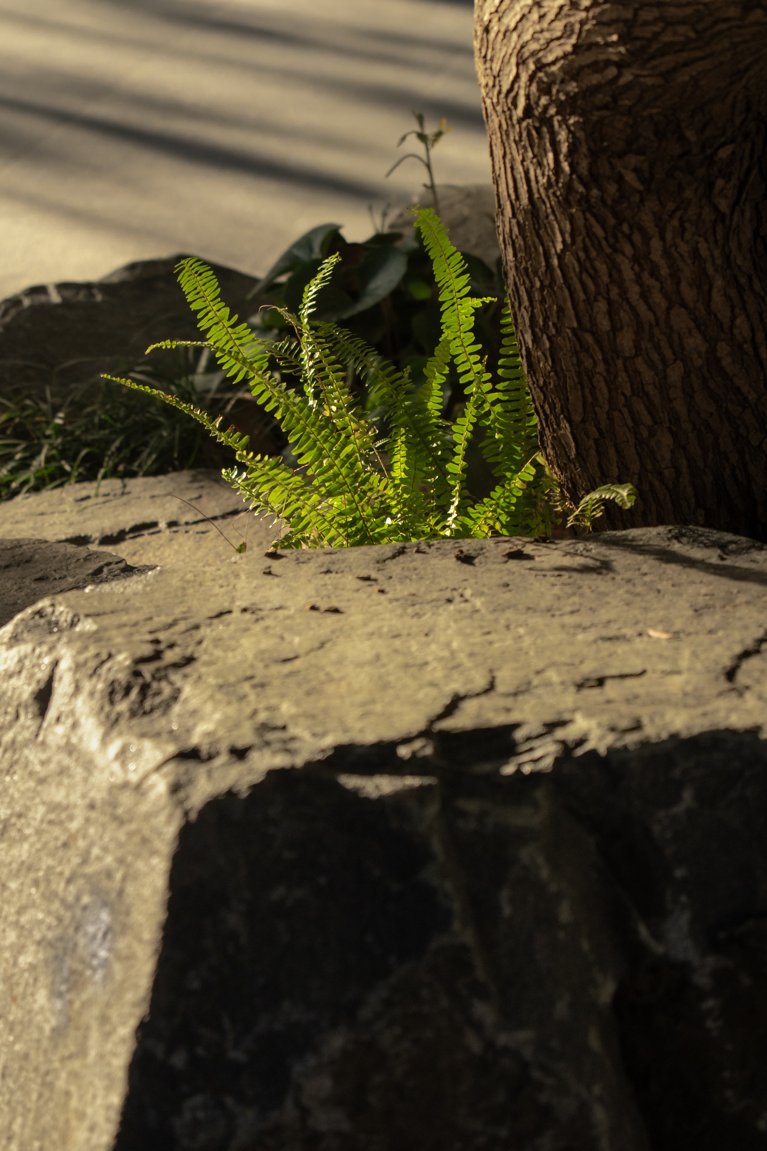 新东升福园南区丨中国淄博丨致澜景观-42