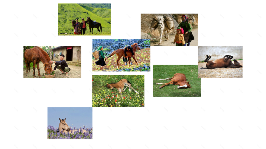 “Mã Đáo Thảnh Thơi”活动视觉设计项目丨Studio Cohe-12