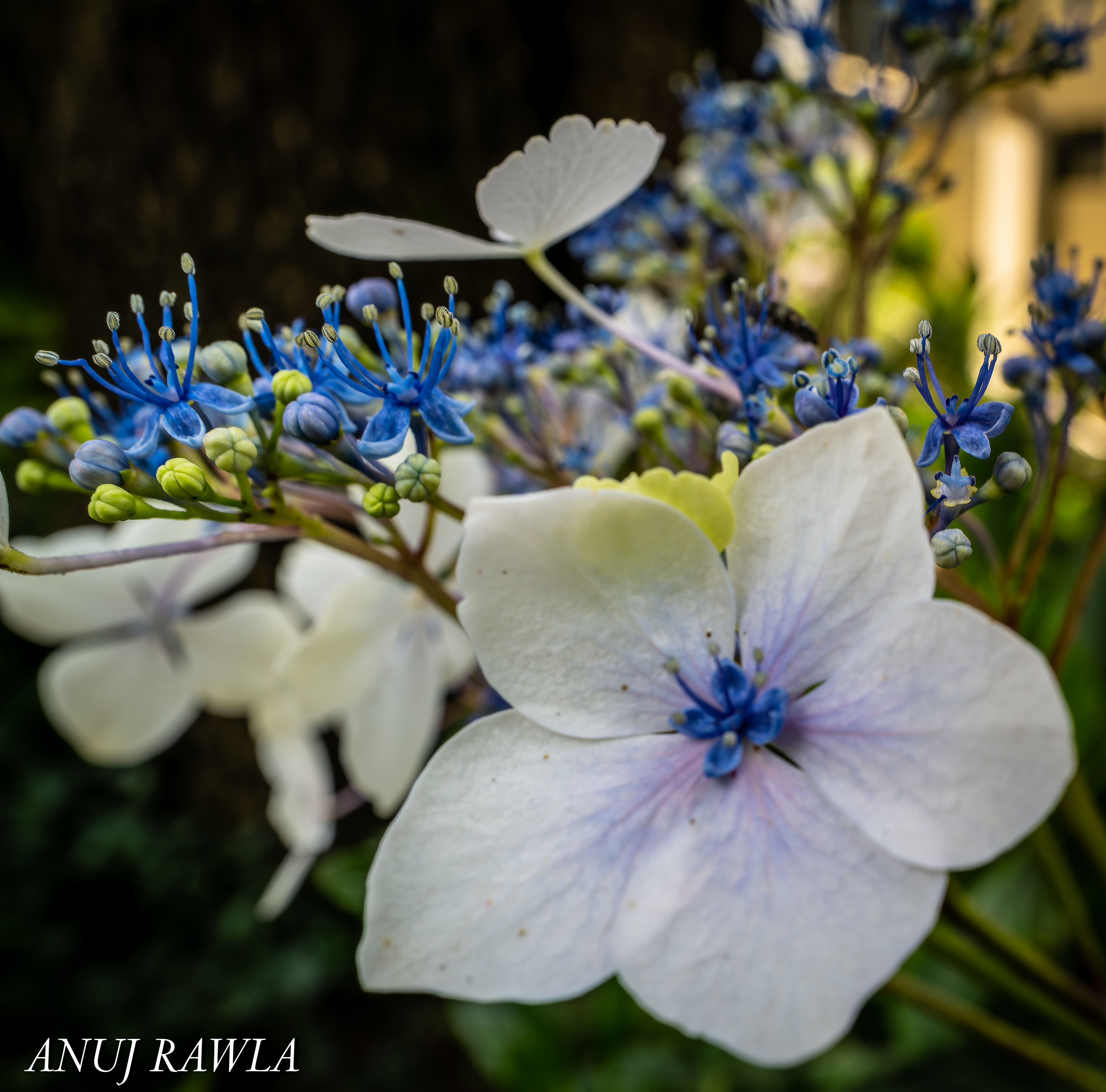 Wildflower Hall - August 2021-88