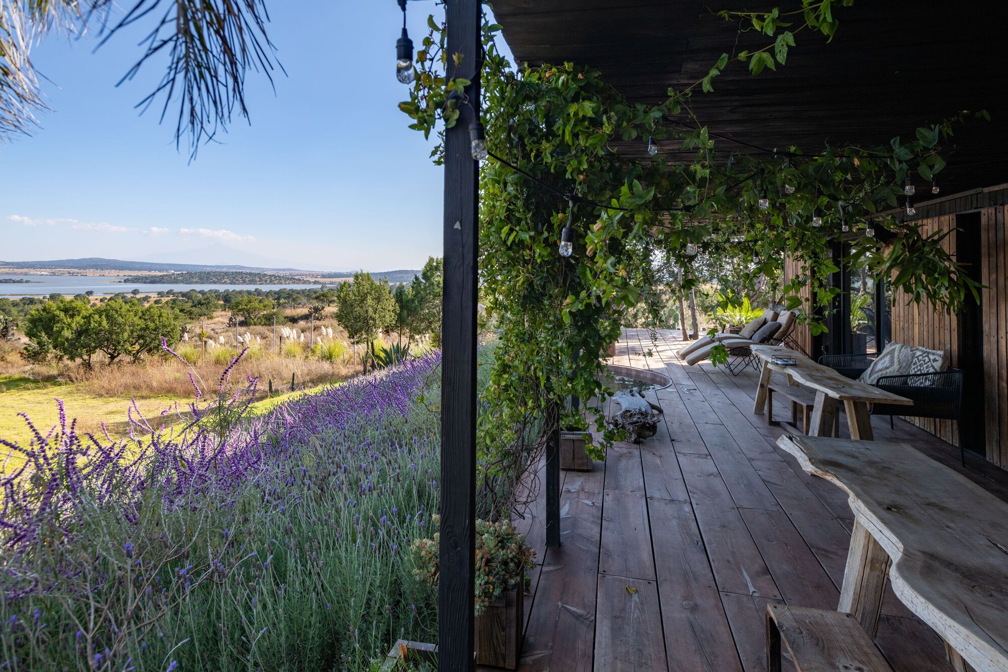 中村屋丨墨西哥丨Fausto Terán,Toro-18