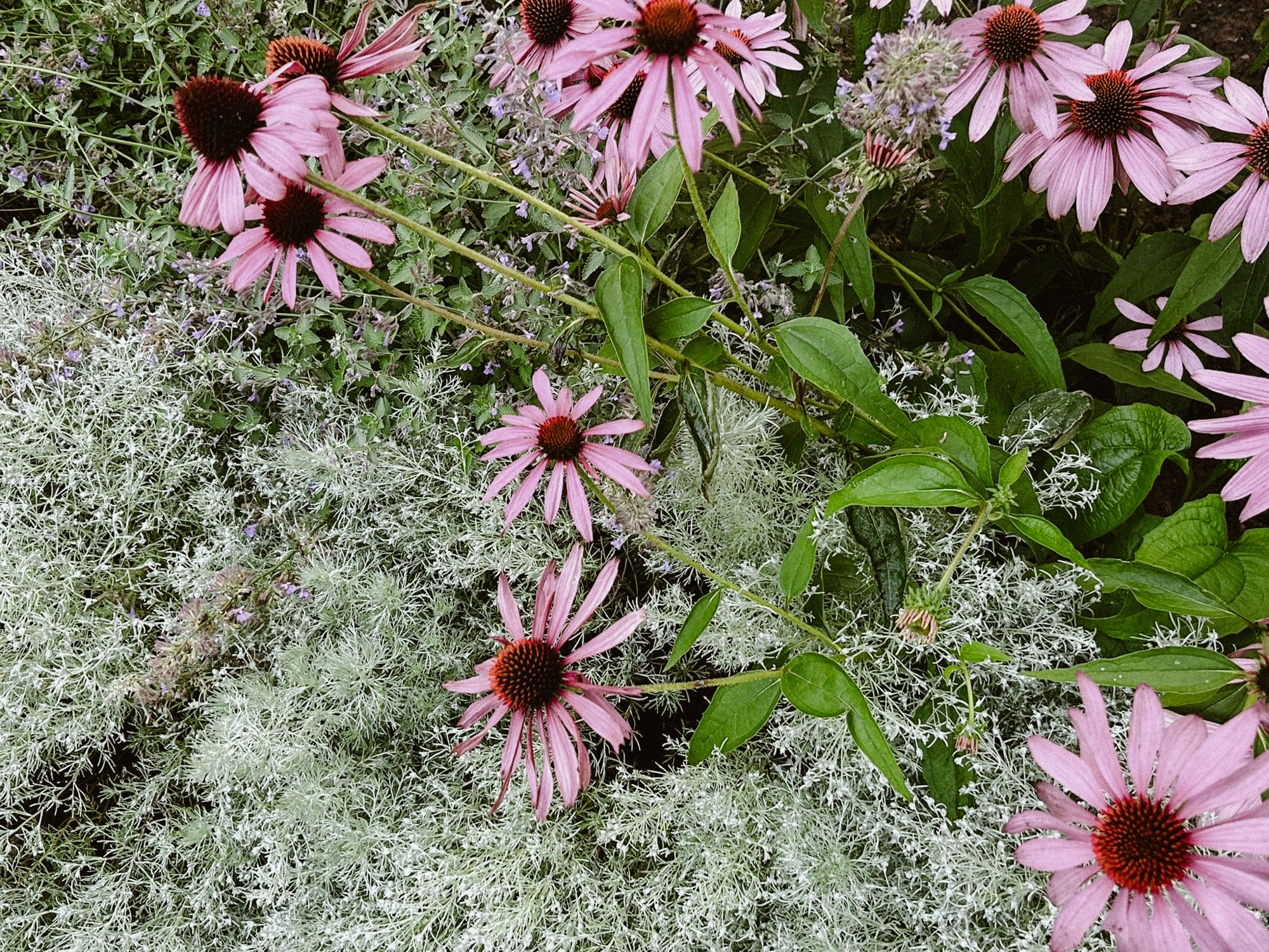 Maatük多年生植物床丨爱沙尼亚塔尔图-4