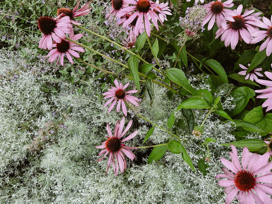 Maatük多年生植物床丨爱沙尼亚塔尔图-4