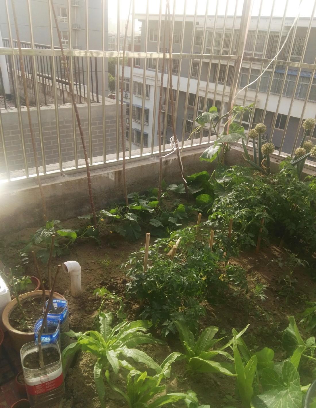 
屋顶立体种植 -5