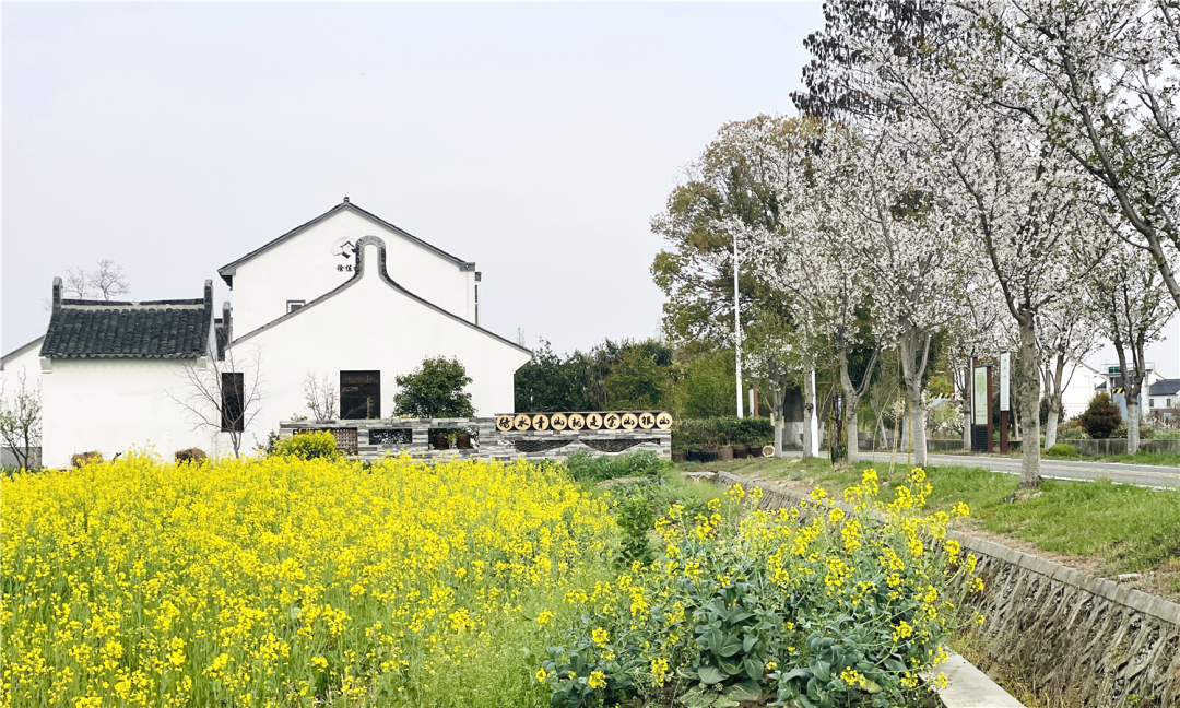 境作|恋“练”春光，“宝藏”踏青地：青浦徐练村，有多好逛？-51