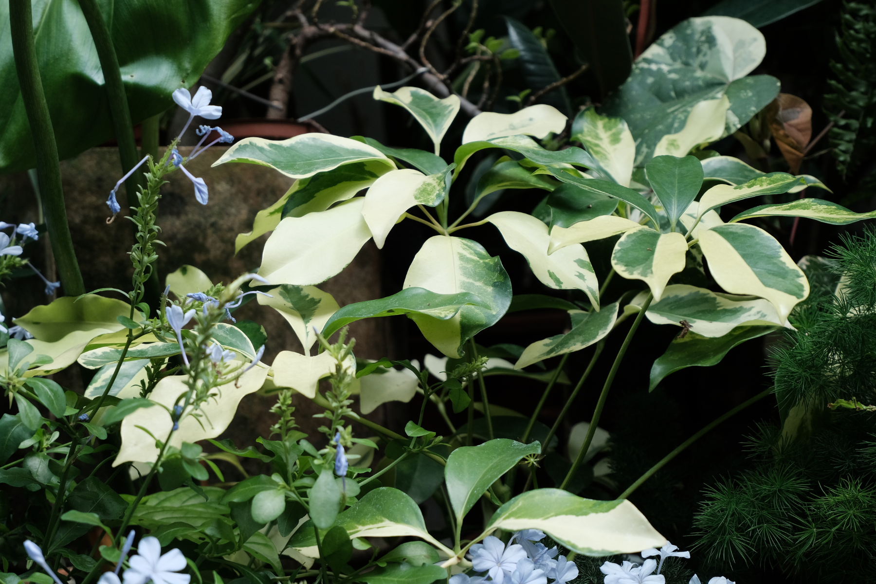 住宅案 | 松山區 | 陽台景觀設計-5