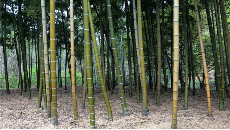 原研哉独家推荐！12 个日本隐秘温泉旅馆设计亮点-112