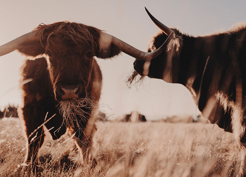 澳大利亚菲利普岛现代农庄度假屋-20