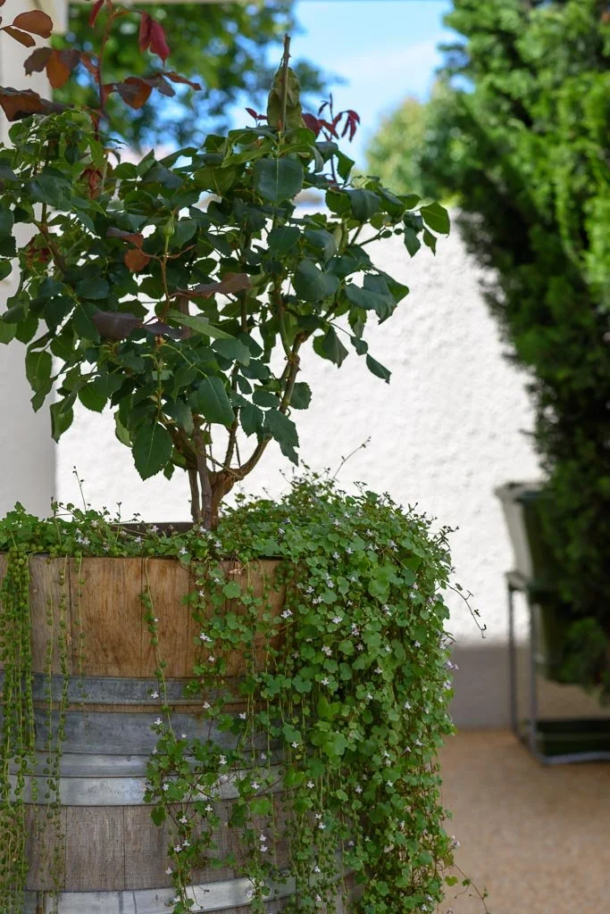 Spanish mission renovation melbourne — blue fruit interior design melbourne-21