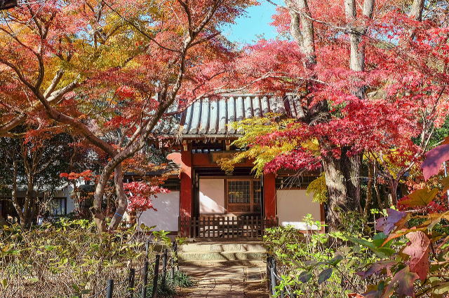 本土寺庭园等景观-36