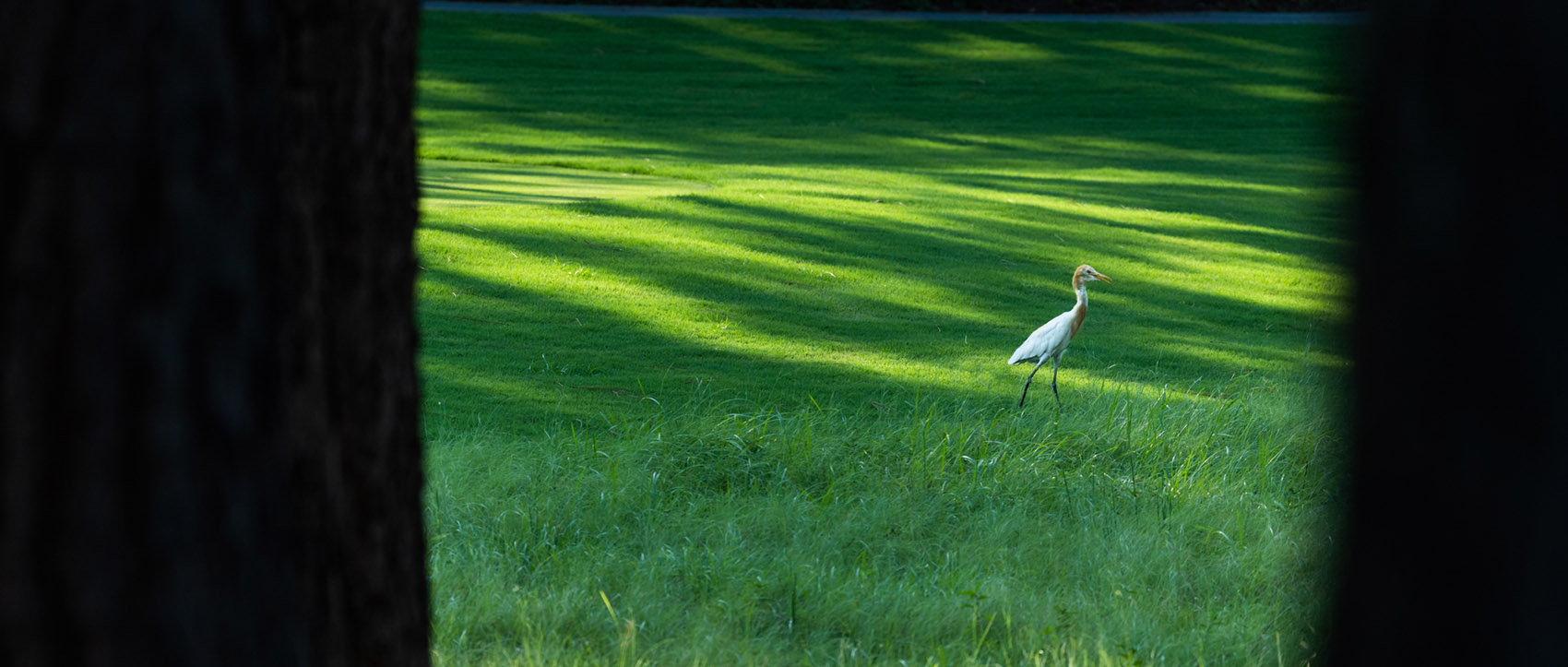 西湖高尔夫丨中国杭州丨NCD Studio 玖鹿设计-86