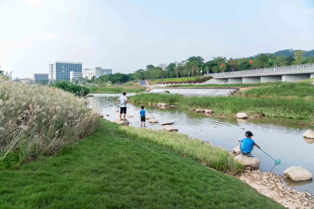 茅洲河碧道·光明段生态修复试点-97