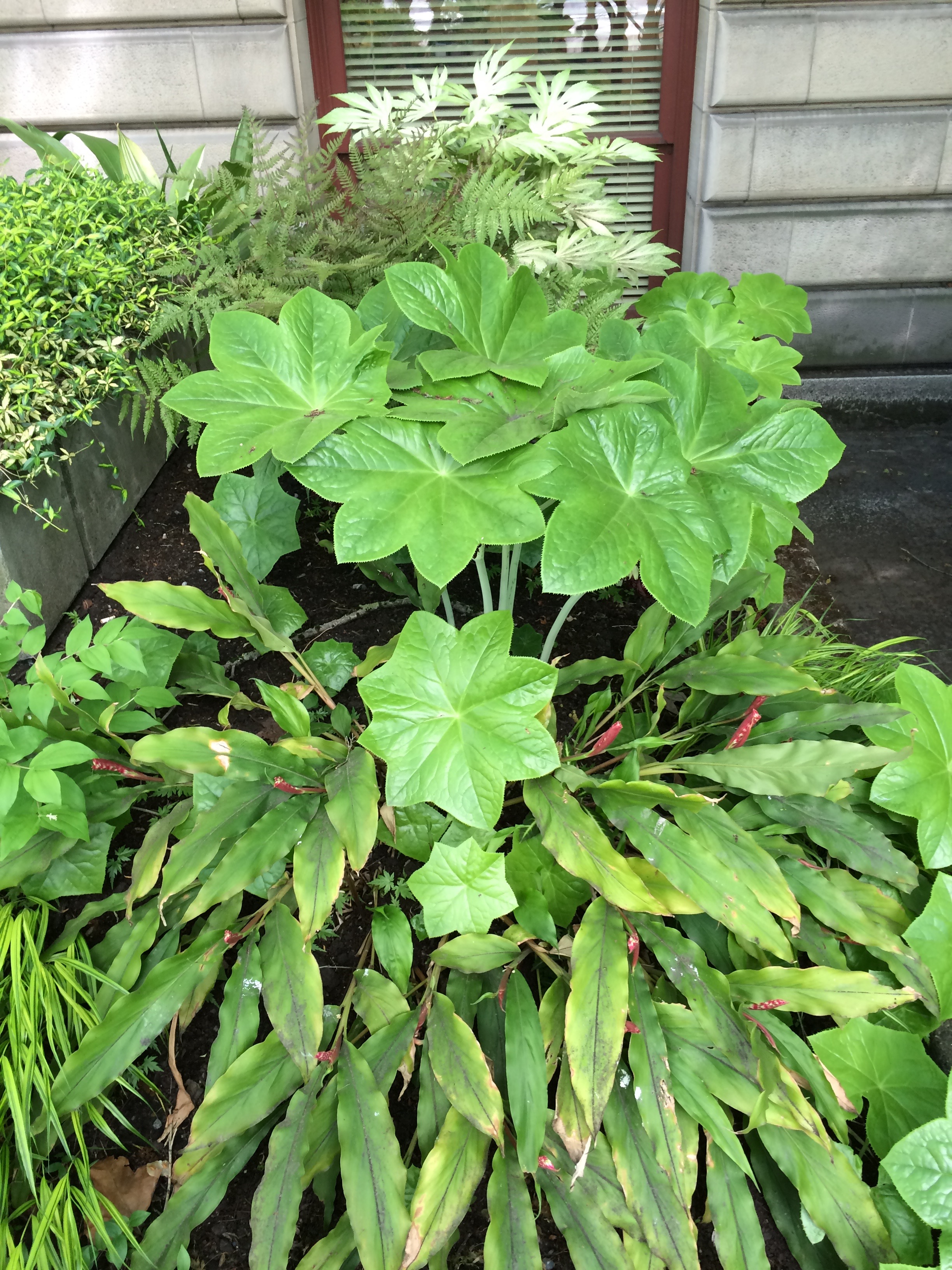 波特兰市政厅周边花园景观项目丨美国波特兰-14