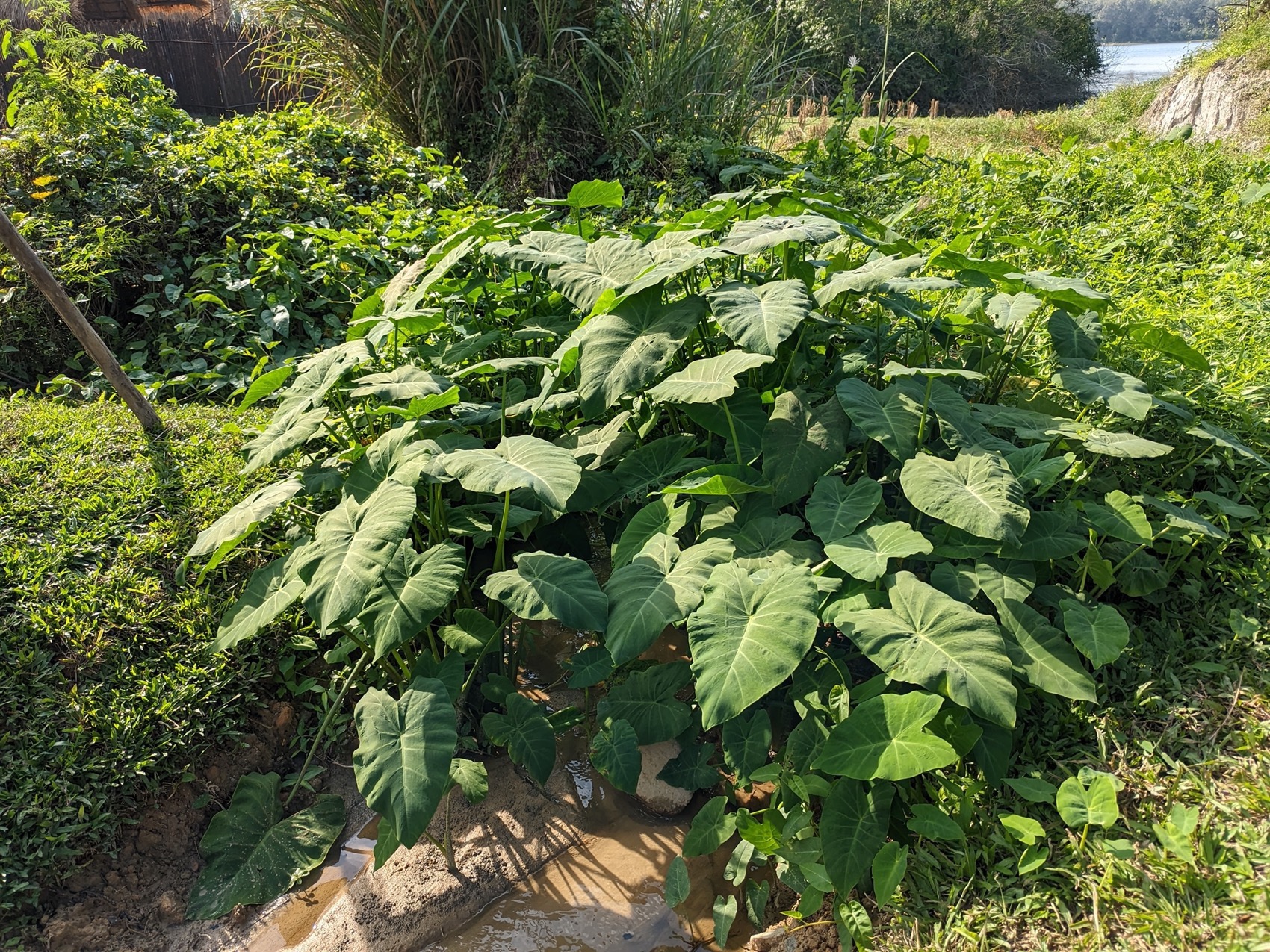 麓湾水集丨中国万宁丨昱道景观-126