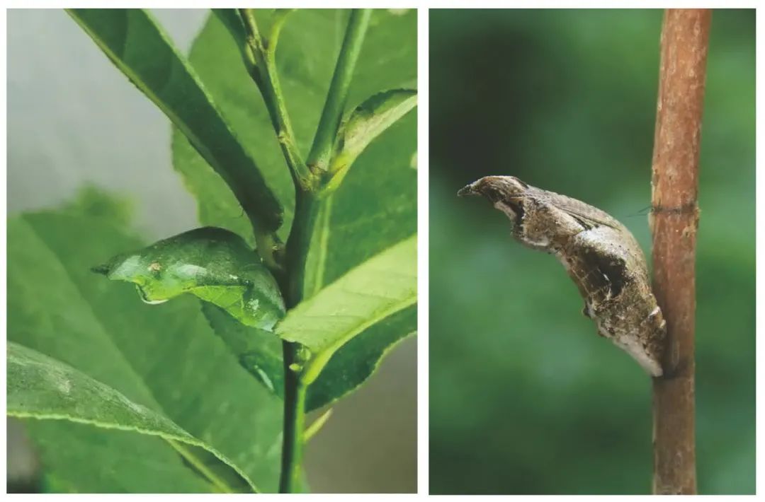 与自然和谐共生的茏腾生态馆-16