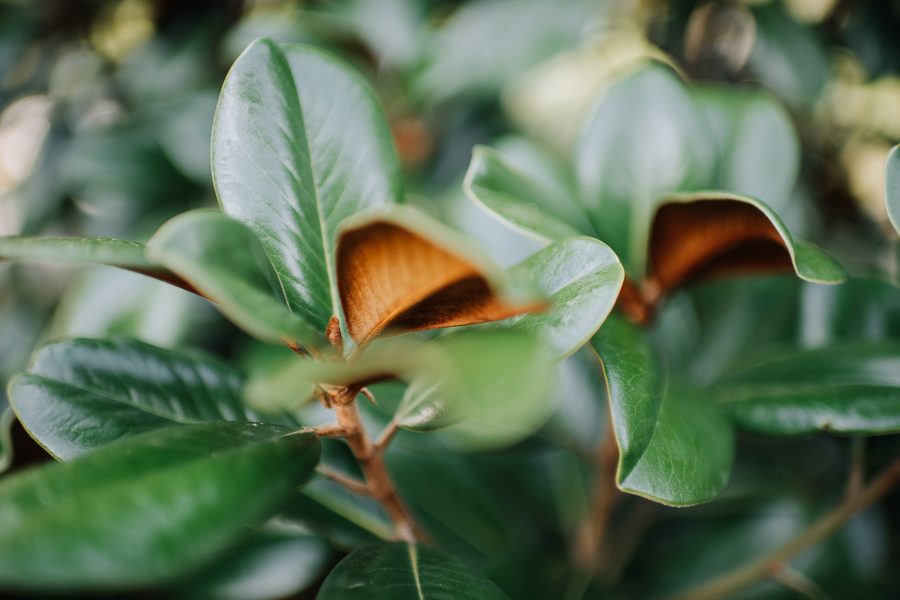 赫斯基森项目  GNK景观设计公司（这里GNK为特定名称，若无更多背景难以更精准翻译，推测一般为专业领域的公司名称，Landscapes可理解为景观设计公司等相关含义） -46