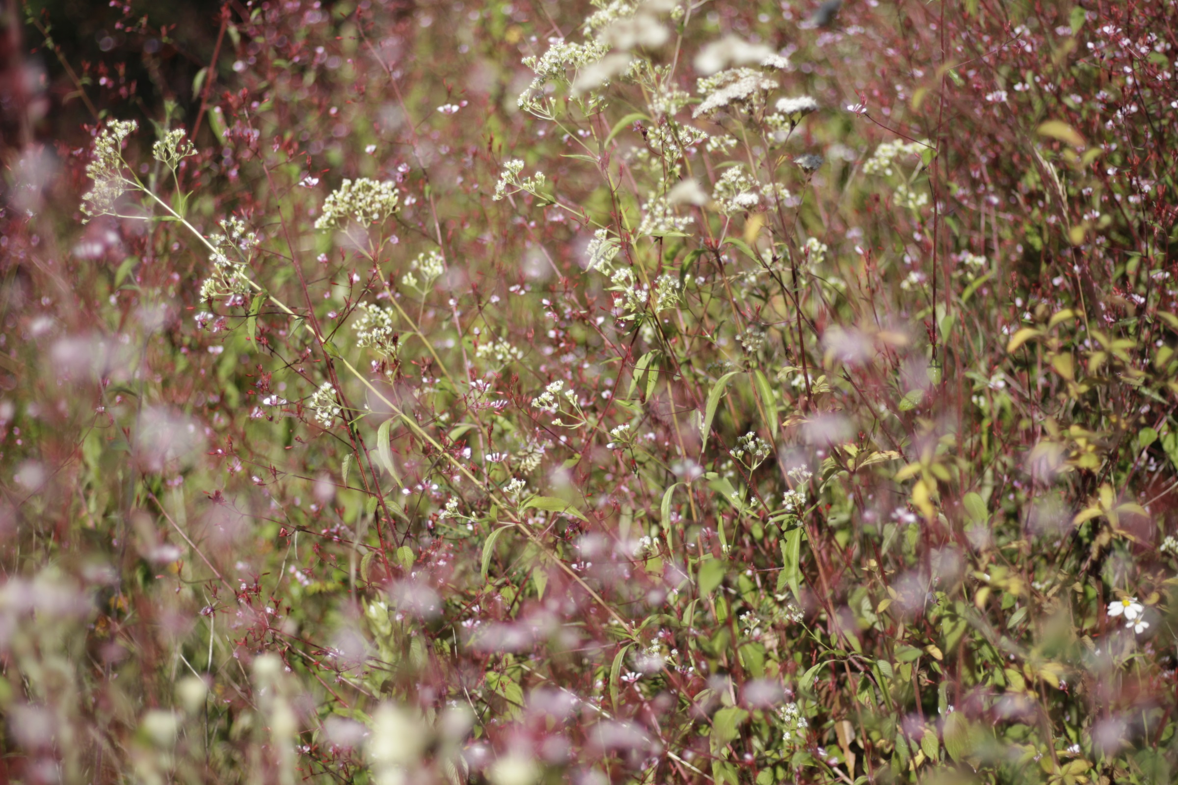 草甸景观设计-19