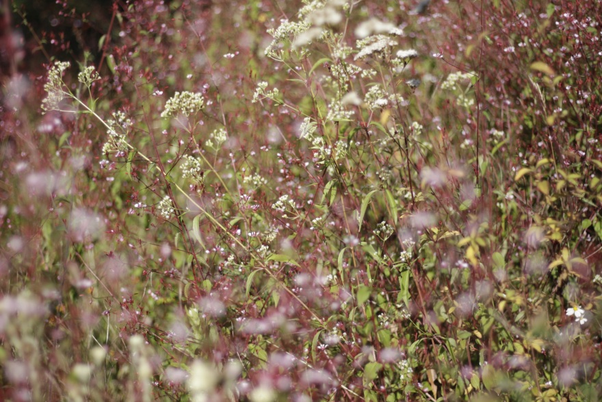 草甸景观设计-19