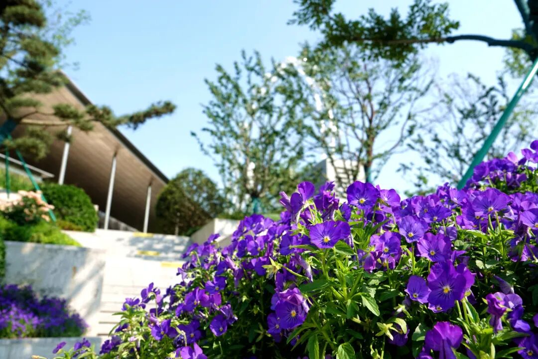 金鸡湖右岸城市客厅亮相！苏州新地标抢先看→-50