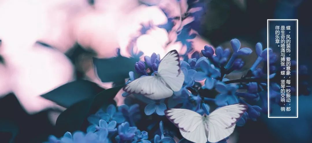 梦寻太湖畔,蝶舞雁栖湖-7