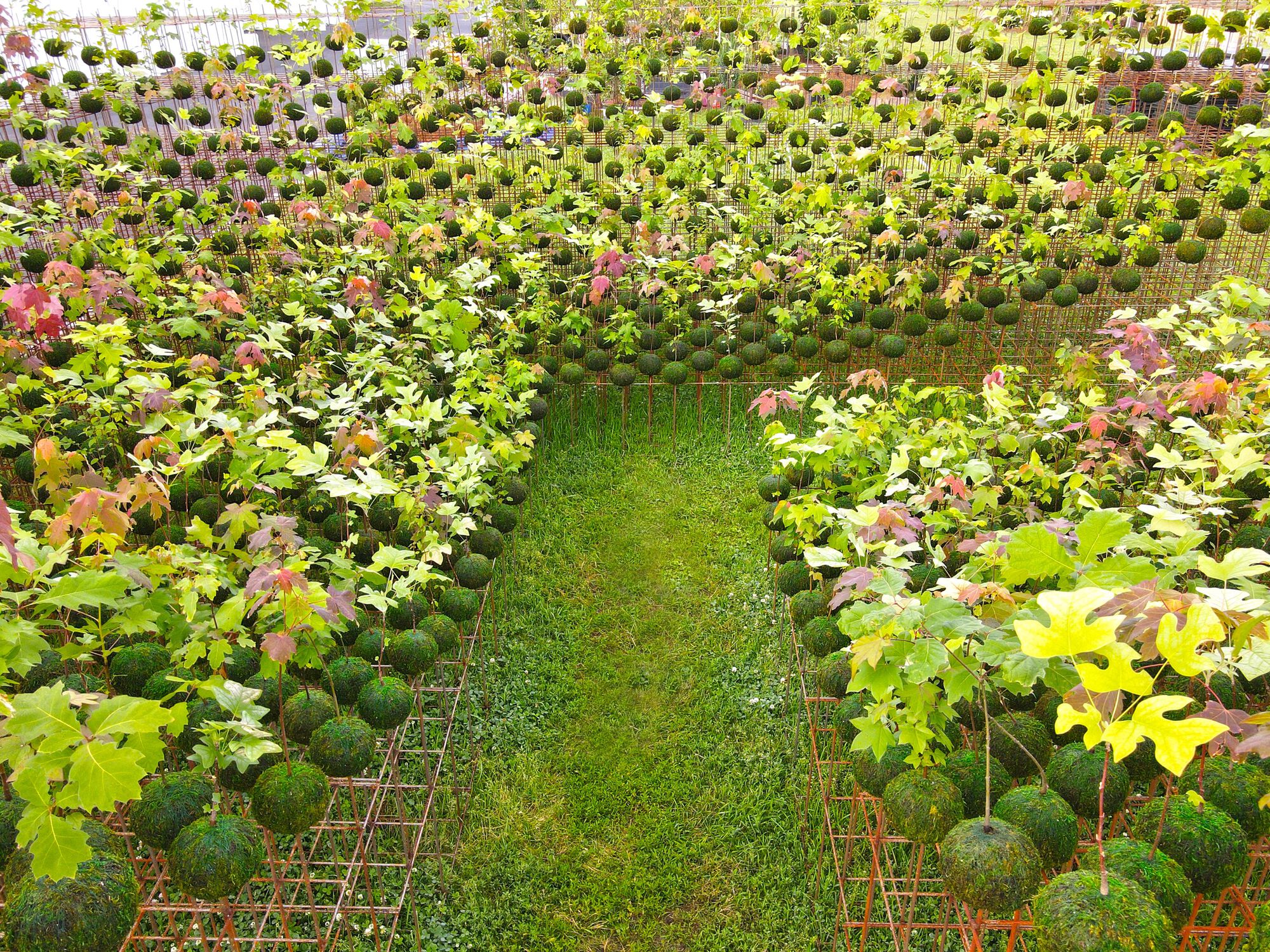 Kokedama Forest Installation，可持续微型森林雕塑-18