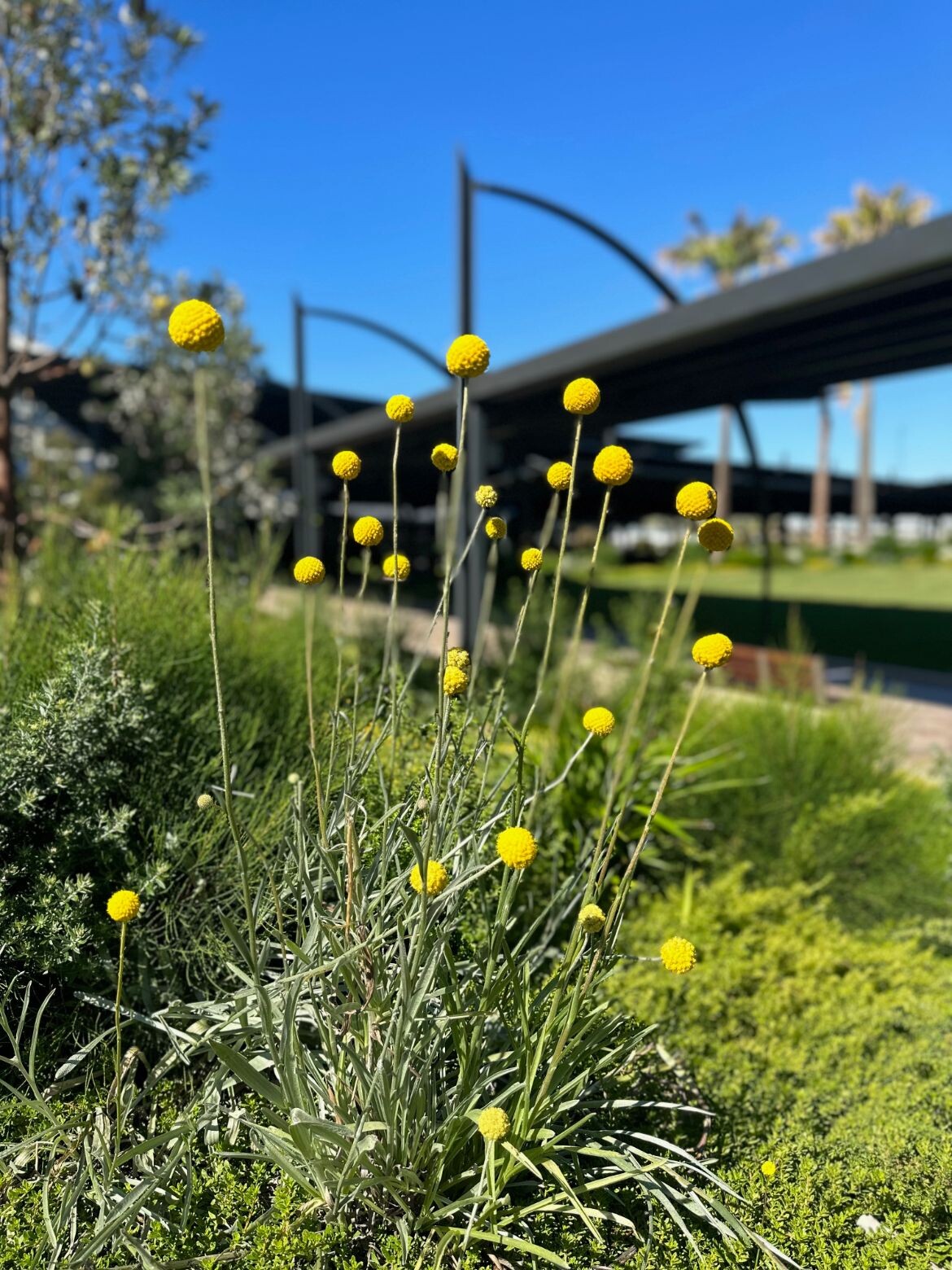 Sydney Airport International Forecourt - Hassell | IndesignLive-5