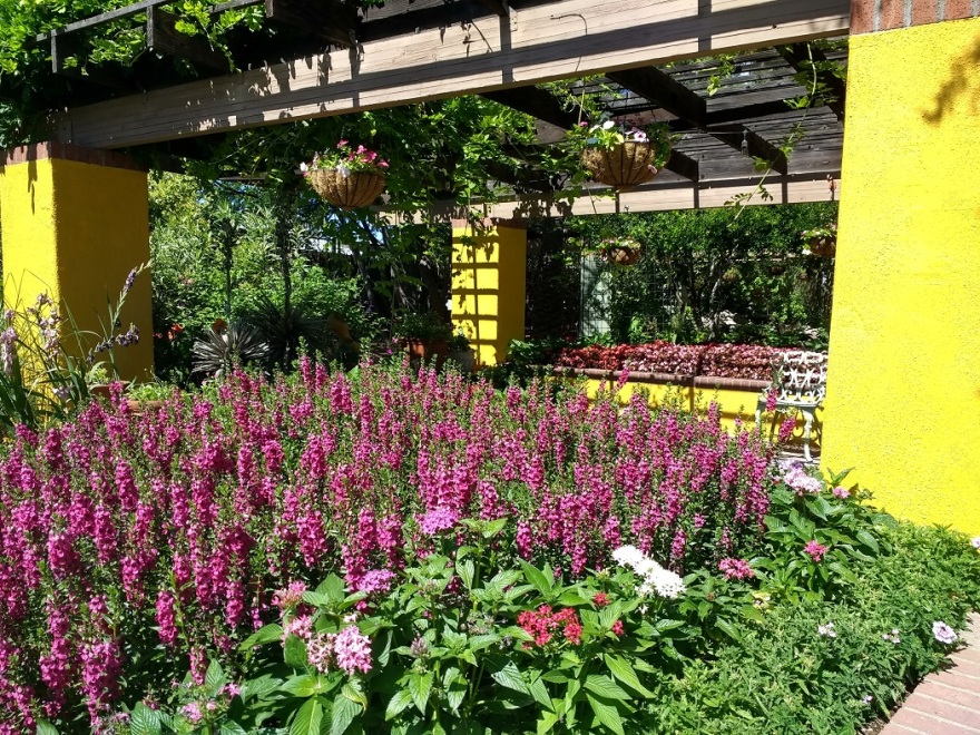 图森植物园(Tucson Botanical Garden)丨美国图森-17