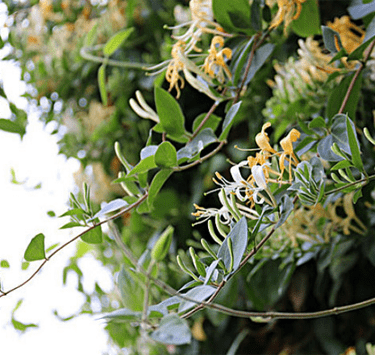 金银花园艺设计 | 品味清热解毒的良药之美-24