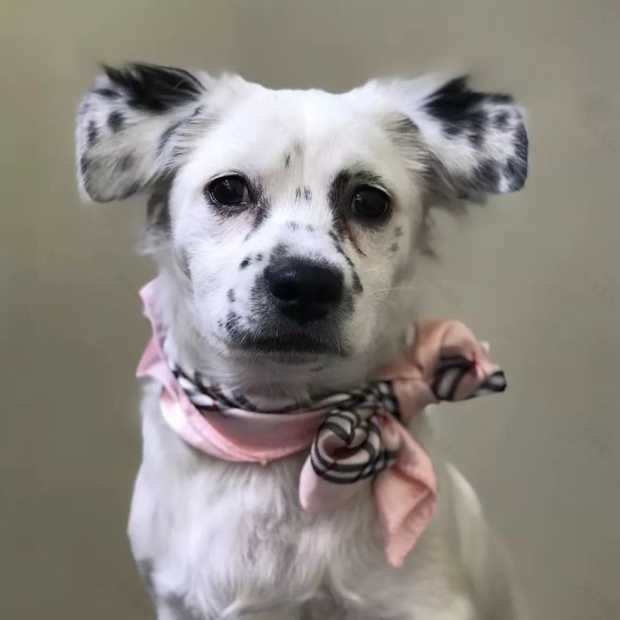 温暖 ENJOY | 从流浪狗到办公室宠儿的感人故事-23